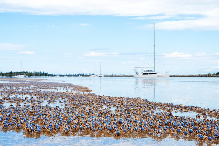 Soldier crabs at Iluka