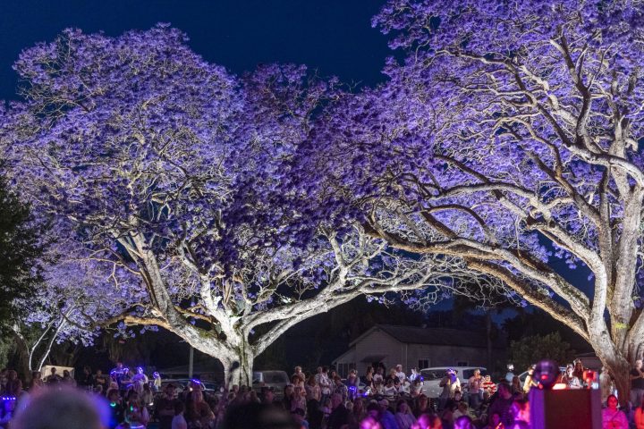 Grafton Jacaranda illuminate