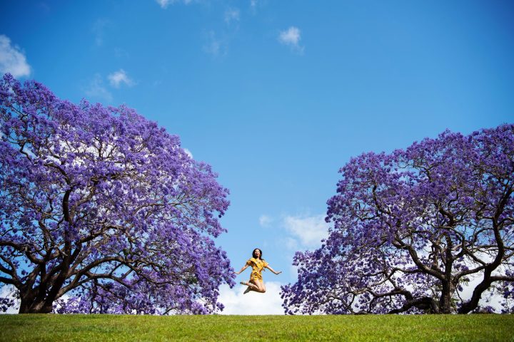 Jacaranda Trees in Bloom