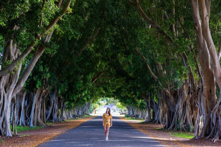 Figtree Avenue Grafton